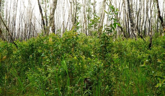De jeunes plants de Melaleuca se développent vigoureusement après l'incendie survenu dans le parc en juin 2024. Photo: VNA
