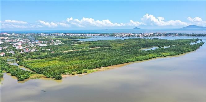 Câm Thanh est un village situé à l’embouchure où se rejoignent les trois rivières Thu Bôn, Trường Giang et Lò Cảnh Giang. Au cœur de la zone tampon de la Réserve de biosphère de Cu Lao Chàm – Hoi An, cet exceptionnel écosystème d’eau saumâtre abrite une biodiversité foisonnante et joue un rôle essentiel en tant que « poumon vert » de ce site classé au patrimoine mondial de l’UNESCO. Photo: VNA