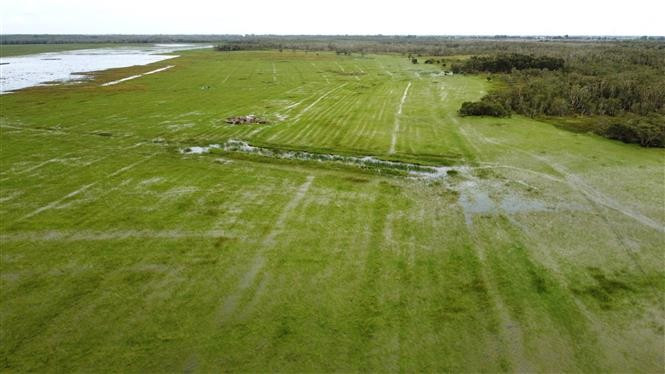 Grâce à plusieurs mesures coordonnées, le parc a restauré une communauté d'Eleocharis dulcis - la nourriture favorite de la grue antigone - couvrant près de 100 hectares. Photo : VNA