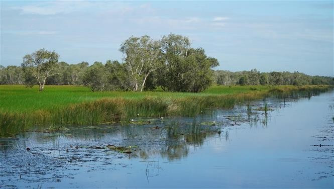 Le Parc national de Tram Chim a mis en œuvre une régulation hydrologique efficace, favorisant le développement de nombreuses espèces animales et végétales. Photo: VNA