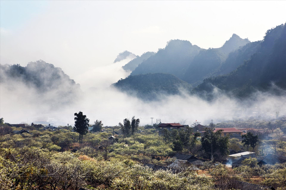 Au-delà des vergers, le spectacle se poursuit dans les vallées de Moc Chau. Là, les voyageurs peuvent admirer les nuages qui, telles des écharpes de brume, se faufilent entre les cimes escarpées pour rejoindre les villages nichés au creux des montagnes. Photo: Vietnam Illustré