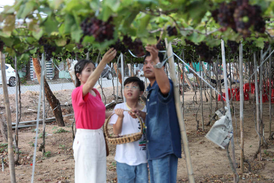 Touristes profitant d'une expérience de cueillette de raisin. Photo: VNA