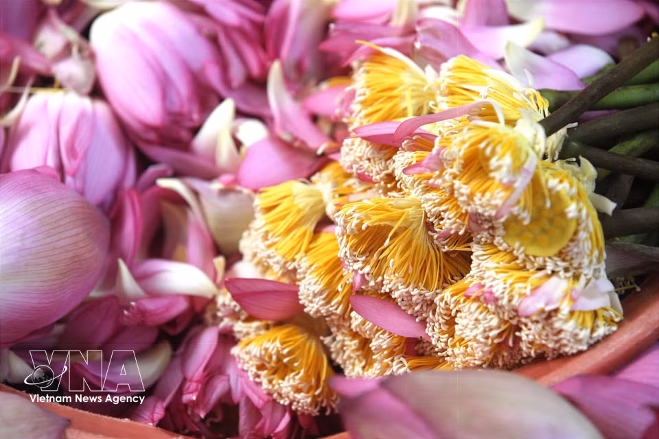Le « gạo sen » (littéralement « grain de lotus ») est un petit grain blanc semblable au riz, situé à l’extrémité des étamines de la fleur de lotus. Véritable réservoir de parfum, il concentre l’essence aromatique de la fleur et est souvent comparé à son « sachet odorant » naturel. Photo : VNA