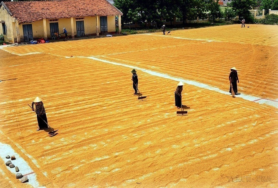 Le Vietnam a atteint, avant l'échéance fixée, plusieurs Objectifs du Millénaire pour le Développement (OMD) entre 2011 et 2015, enregistrant des avancées majeures dans la lutte contre la pauvreté. Le taux de ménages pauvres est passé de 14,2 % en 2010 à moins de 4,5 % en 2015. Dans les districts les plus démunis, ce chiffre a chuté de 58,3 % à 28 %. Photo : VNA