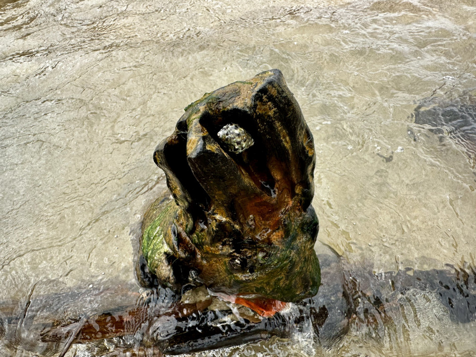 Des coquillages parasites se fixent sur la coque en bois. Photo: VNA