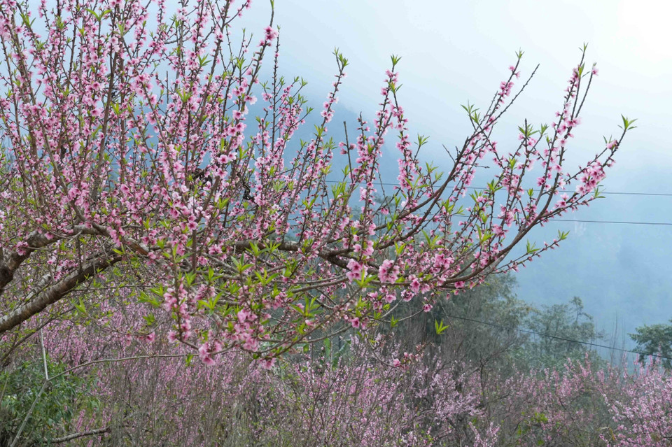 Le village de tourisme communautaire de Sin Suoi Ho se pare des teintes rosées des fleurs de pêcher en cette fin d’année. Photo : VNA