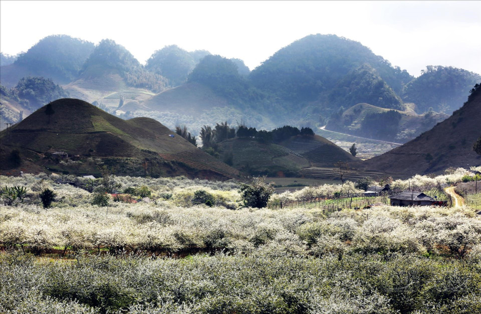 Les vergers de pruniers en fleurs recouvrent de blanc le village de Long Luong, à Moc Chau. Photo: Vietnam Illustré