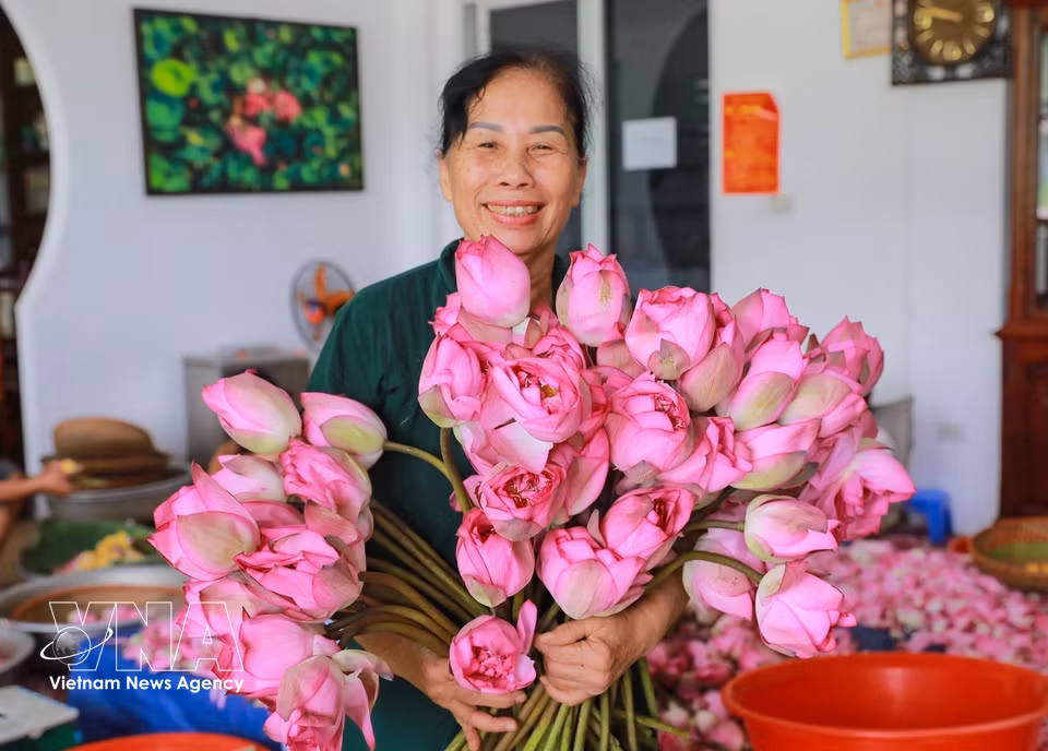 Des fleurs de lotus Bach Diep à peine entrouvertes, cueillies au moment idéal pour l’aromatisation du thé. Photo : VNA
