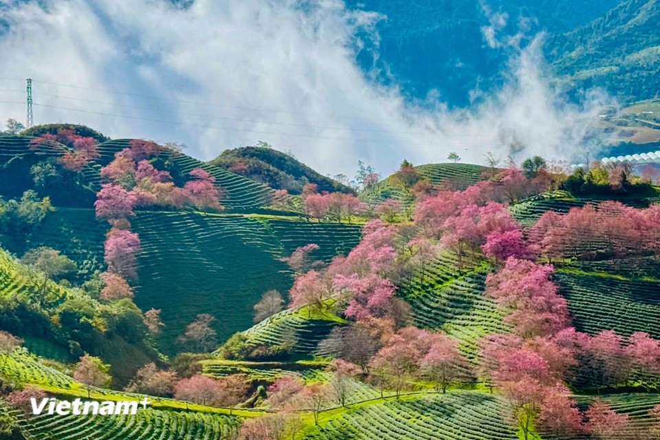 Lorsque la brise hivernale effleure les sommets des hauts plateaux, Sa Pa s'éveille, parée de l'éclat rosé des fleurs. Photo: VietnamPlus