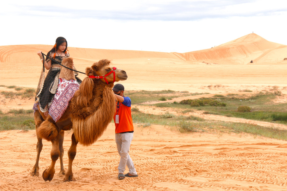 Balade à dos de chameau dans les dunes de Bau Trang (commune de Hoa Thang), dans la zone touristique nationale de Mui Ne. Photo : VNA
