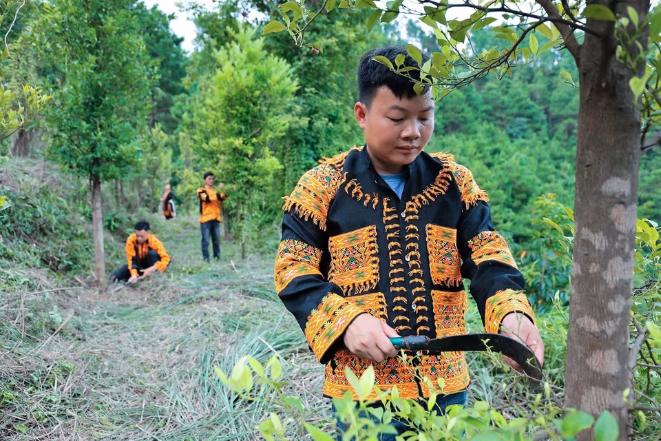 Hoang Phuc Thang veille avec soin sur les citronniers sauvages, qu’il inspecte et entretient régulièrement afin d’en assurer une croissance vigoureuse et un développement optimal. Photo : VNA