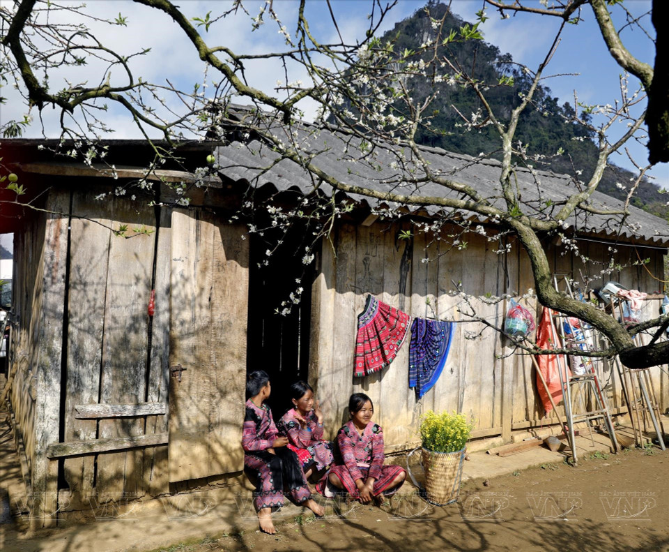 À Moc Chau, les H'mong ont pour habitude de planter des pruniers autour de leurs maisons. Photo: Vietnam Illustré