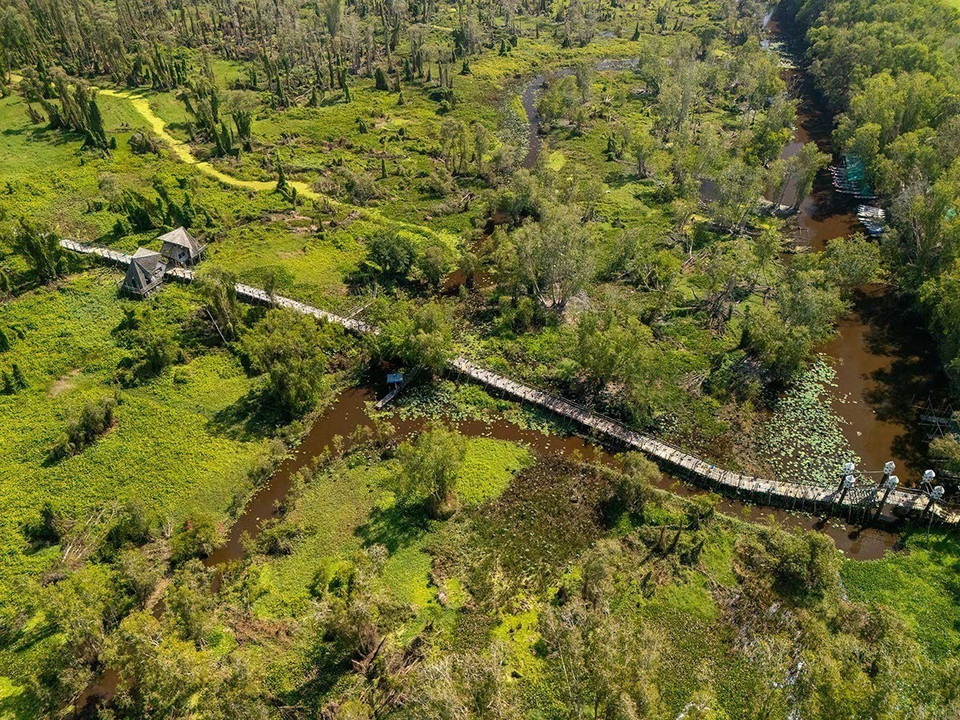 Le site d'écotourisme de la forêt de cajeputiers de Tra Su (Tinh Biên, An Giang), d’une superficie de 850 hectares, est considéré comme la plus belle et la plus renommée forêt de cajeputiers du Vietnam, intégrée au réseau national des forêts protégées. Photo: VNA