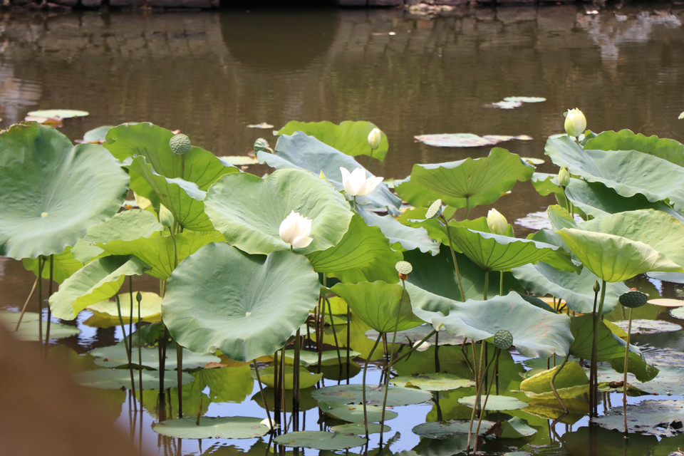 Après de nombreuses années de recherche, le Centre de conservation des monuments de Huê réussit à cultiver des lotus blancs dans les plans d'eau de la Cité impériale. Photo: VNA
