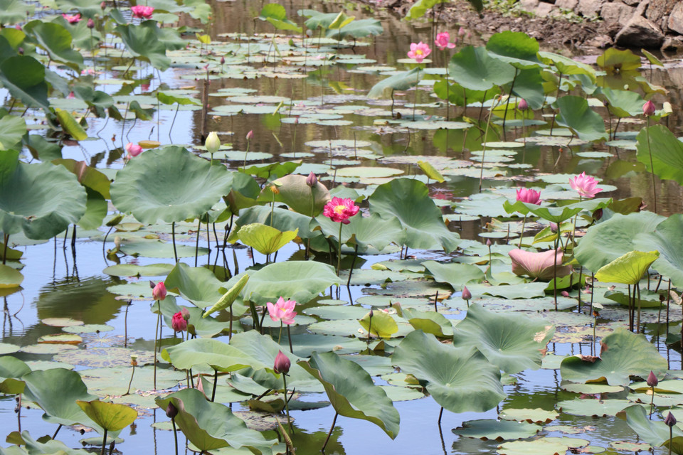 Les lotus couvrent de rose les douves entourant l'ancienne citadelle de Huê. Photo: VNA
