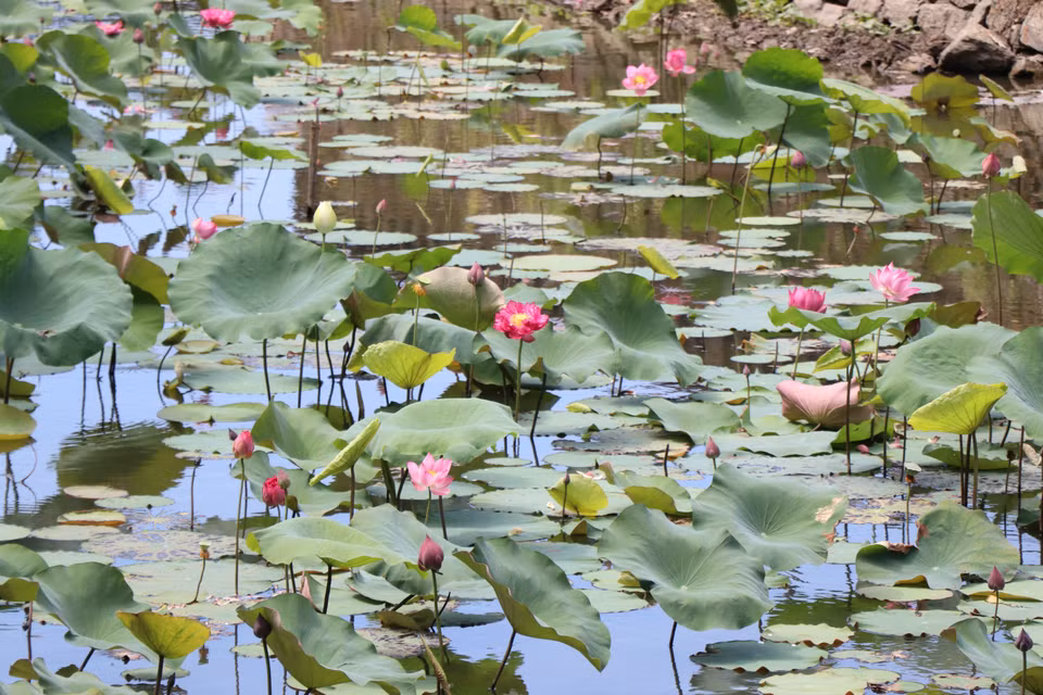 Les lotus couvrent de rose les douves entourant l'ancienne citadelle de Huê. Photo: VNA