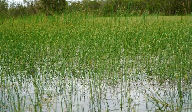 L'Eleocharis dulcis se développe durant la saison des crues. Photo: VNA