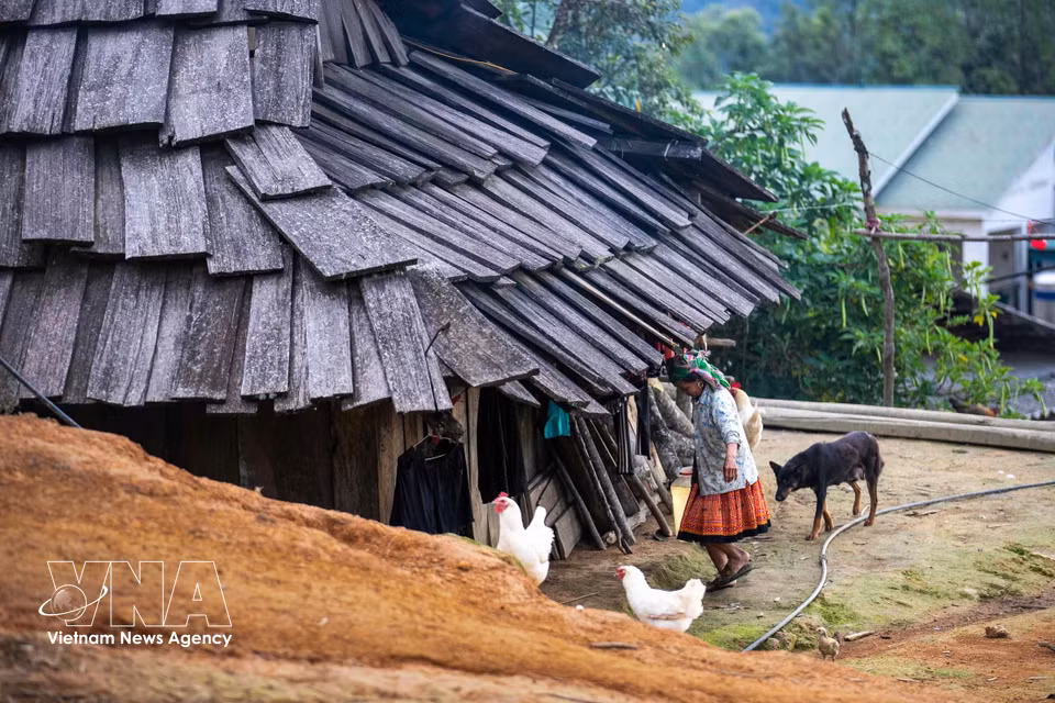 Dans le hameau de Lang Sang, la vie s’écoule paisiblement autour des maisons traditionnelles en bois, coiffées de toits en bardeaux de pơ mu, qui s’intègrent harmonieusement au paysage naturel environnant. Photo : VNA