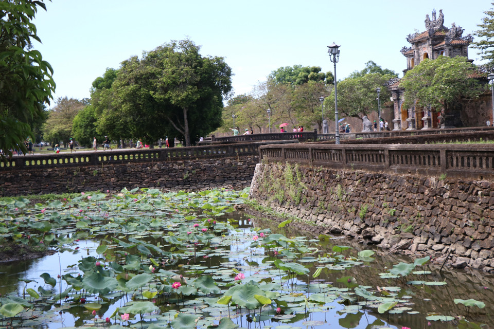Les visiteurs peuvent admirer la beauté pure du lotus. Photo: VNA