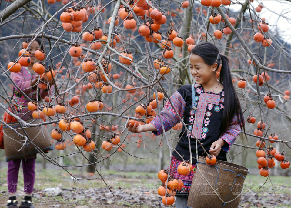 Parallèlement à cette éclosion florale, le plateau vit au rythme de la récolte des kakis. Les vergers se parent alors de milliers de petits globes orangés, suspendus aux branches comme des lanternes naturelles, offrant un spectacle aussi savoureux que visuel. Photo: Vietnam Illustré