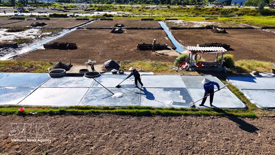 Les sauniers utilisent des râteaux spécifiques pour rassembler le sel dans les bassins de cristallisation. Photo: VNA