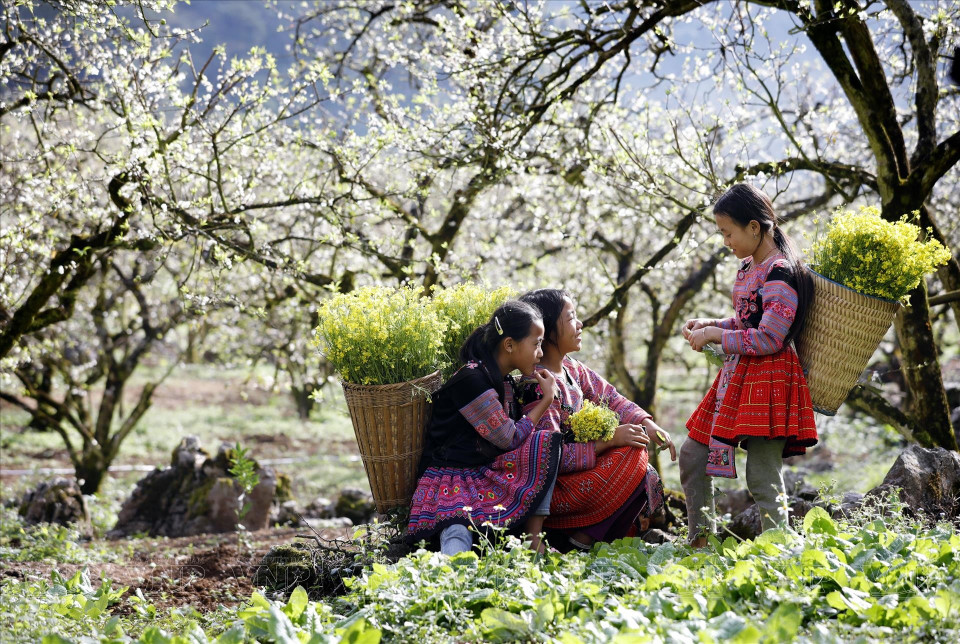 À Long Luong (Moc Chau), les champs de pruniers en fleurs offrent un spectacle d’une blancheur infinie. Photo: Vietnam Illustré