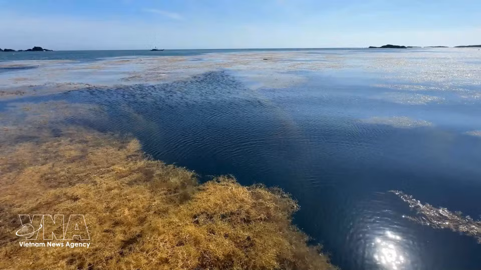 Herbier de sargasses dans les eaux maritimes de la commune de Dông Son, province de Quang Ngai. Photo : VNA