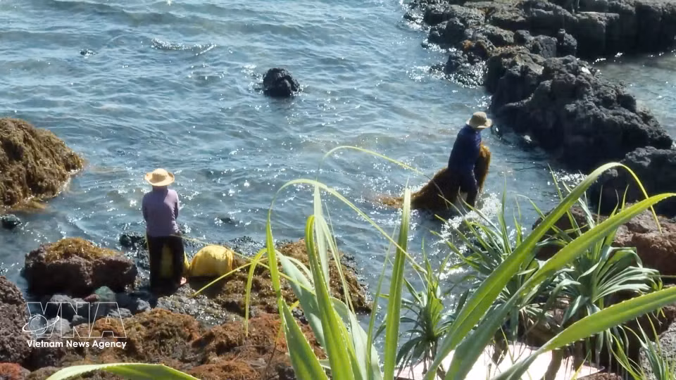 Des habitants de la commune de Dông Son ramassent des sargasses échouées sur le littoral. Photo : VNA