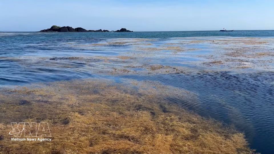 La beauté majestueuse des sargasses dans les eaux maritimes de la commune de Dông Son. Elles forment de vastes herbiers ou amas flottants qui jouent un important rôle écologique. Photo : VNA