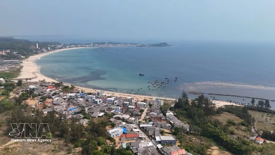 Important peuplement de sargasses dans les eaux maritimes du hameau de Phuoc Thiên, commune de Van Tuong. Photo : VNA