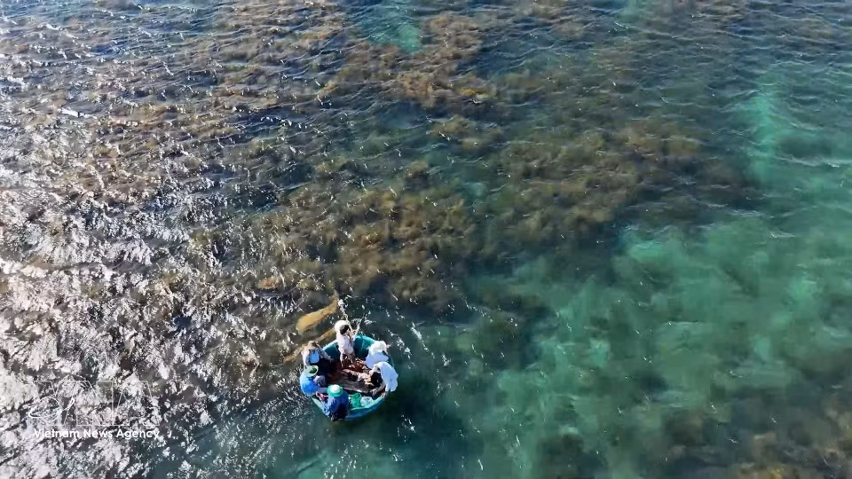 A la découverte des sargasses en bateau-panier. Photo : VNA