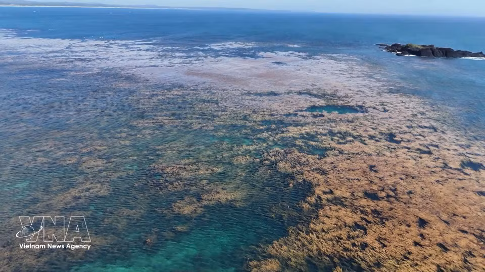 Un refuge essentiel pour la biodiversité marine mais aussi un écosystème marin fragile et précieux. Photo : VNA