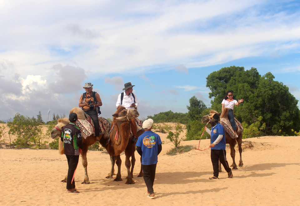 Touristes à dos de chameau à la conquête des dunes. Photo : VNA