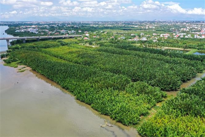 L’inscription de Câm Thanh parmi les 50 plus beaux villages du monde selon Forbes ouvre de nouvelles perspectives de développement touristique durable, tout en renforçant la visibilité et l’image du Vietnam au sein de la communauté internationale. Au cœur du panorama des villages vietnamiens, Câm Thanh se distingue comme une oasis de verdure, à la fois simple, authentique et profondément empreinte de l’âme vietnamienne. Photo: VNA