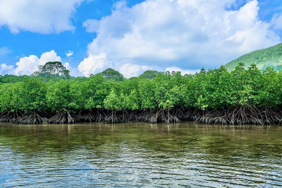 Mangrove dans le parc national de Con Dao (Sud). Photo : VNA