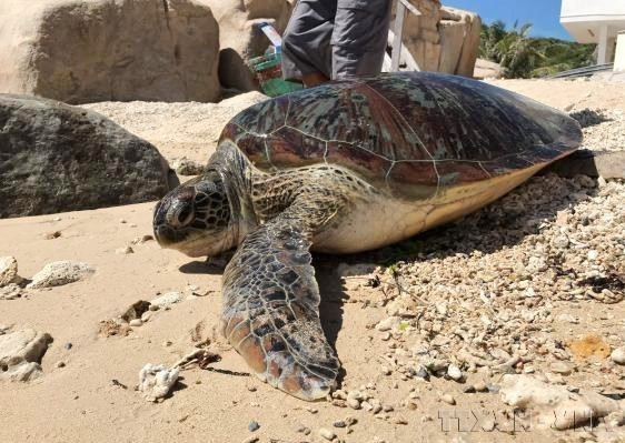 Cette tortue marine a été secourue et relâchée dans le parc national de Nui Chua, province de Ninh Thuan (Centre). Photo : VNA