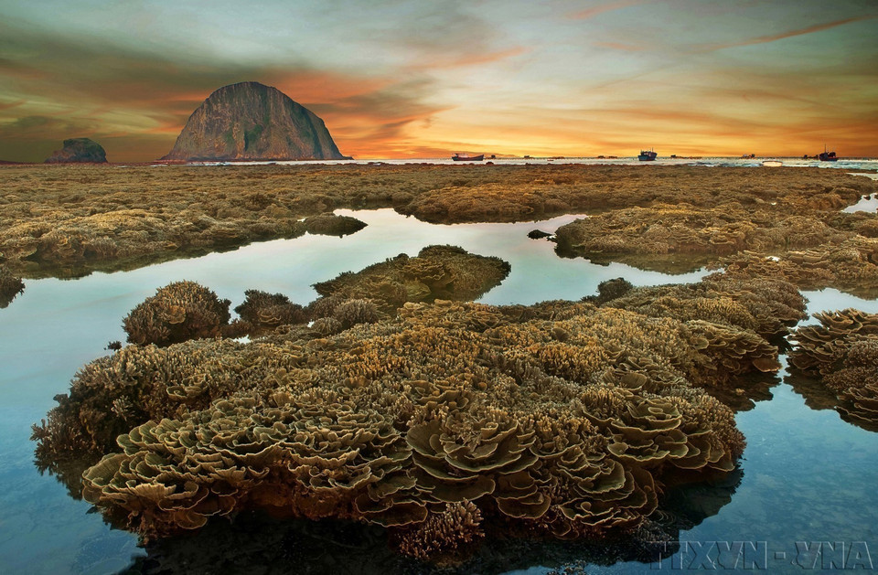Le corail est un bouclier naturel qui protège le littoral et abrite des milliers d'espèces marines. Photo : VNA