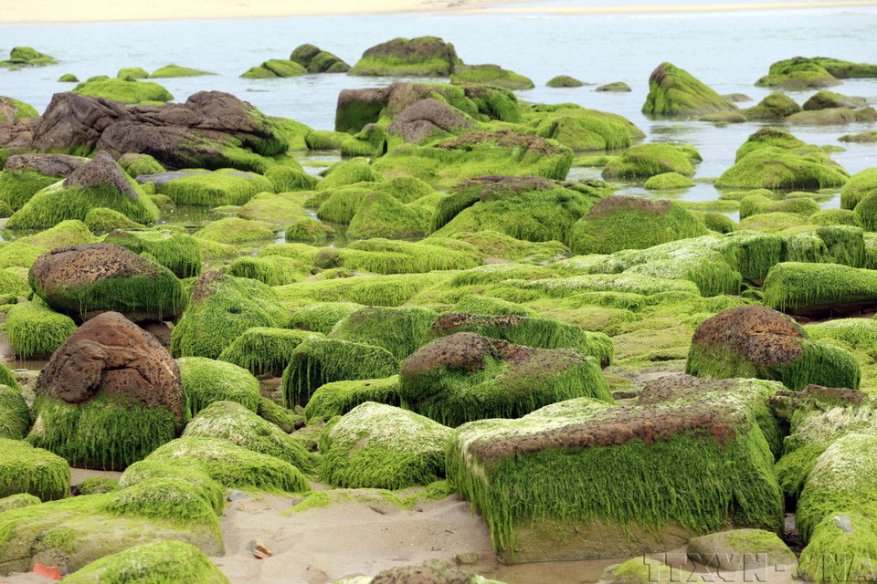 La mousse verte luxuriante s'accrochant aux rochers crée une beauté naturelle absolument unique. Photo : VNA