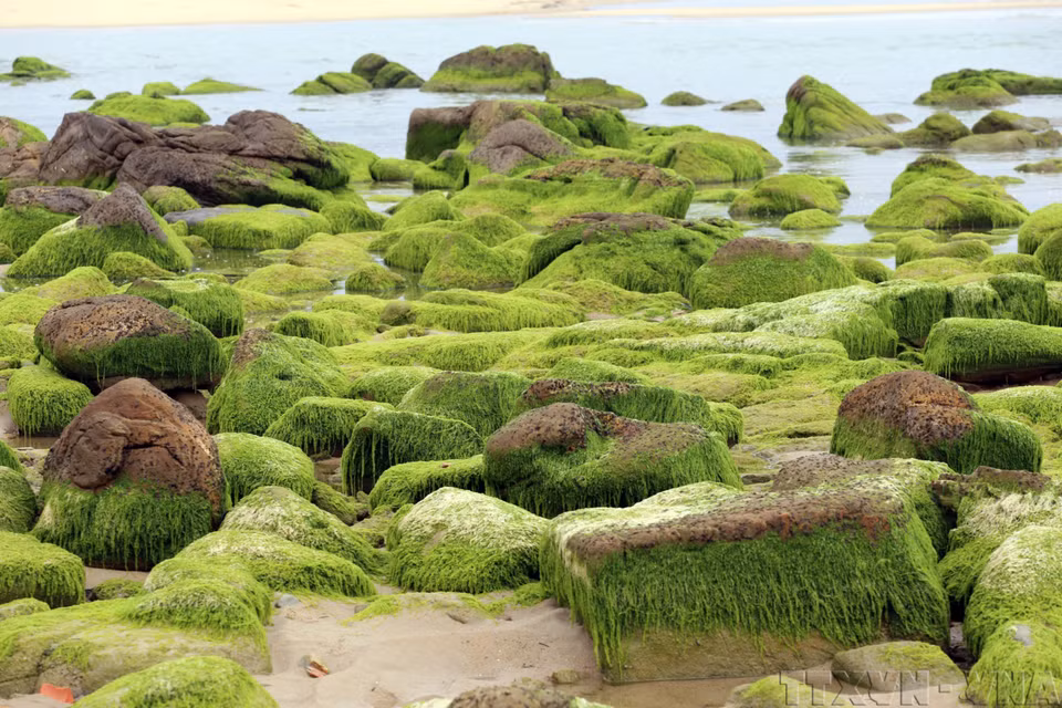 La mousse verte luxuriante s'accrochant aux rochers crée une beauté naturelle absolument unique. Photo : VNA
