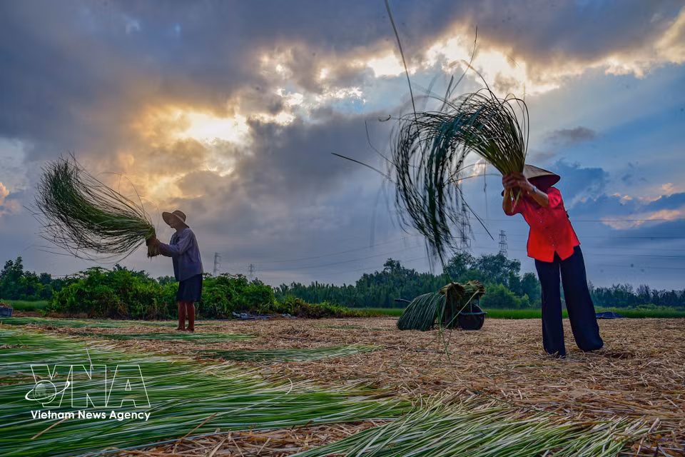 À Nhut Tao, les habitants font sécher le carex dès 6 heures du matin, avant le lever du soleil. Photo : VNA