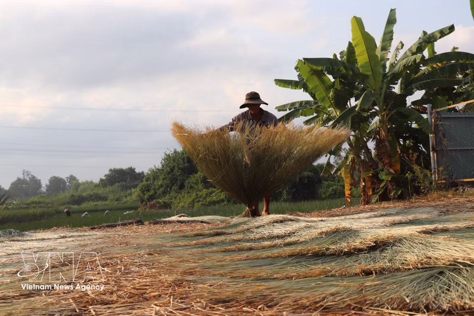 À Nhut Tao, les habitants font sécher le carex dès 6 heures du matin, avant le lever du soleil. Photo : VNA