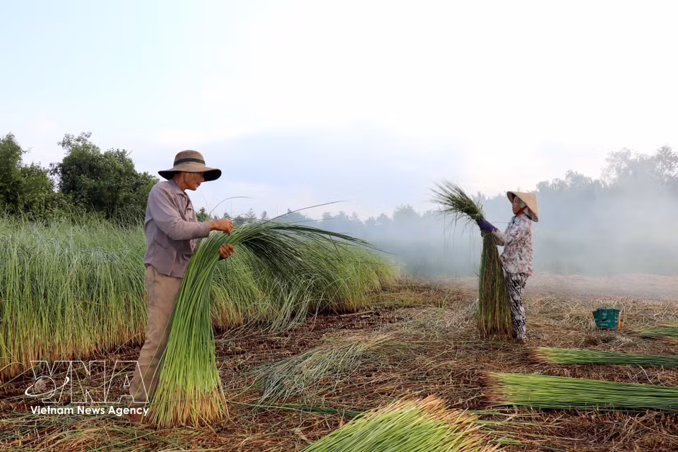 M. et Mme Nguyen Van Cu récoltent le carex. Photos : VNA