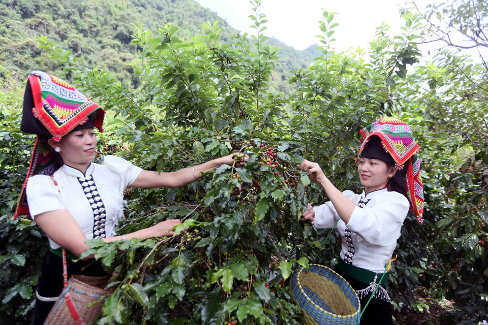 Des agricultrices de la commune de Chieng Mai, province de Son La, récoltent des grains de café frais.