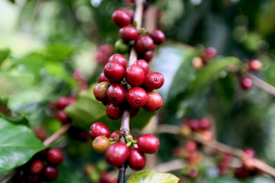 Avec plus de 30 000 hectares de plantations et une production annuelle de 40 000 à 50 000 tonnes de grains frais, Son La est désormais la première province du pays pour la culture et la production de café Arabica.