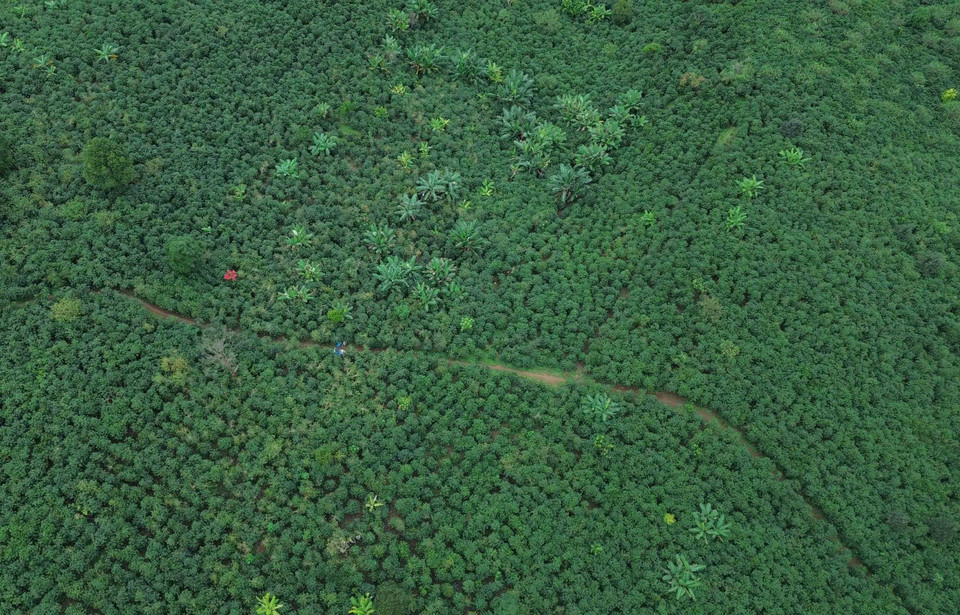 Les rangées d’Arabica dessinent de larges vagues vertes sur les versants montagneux.