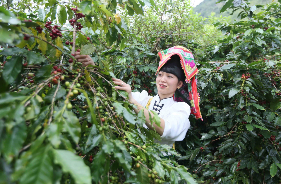 Récolte du café Arabica à Chieng Mai (Son La), où les agriculteurs sélectionnent soigneusement les cerises mûres.