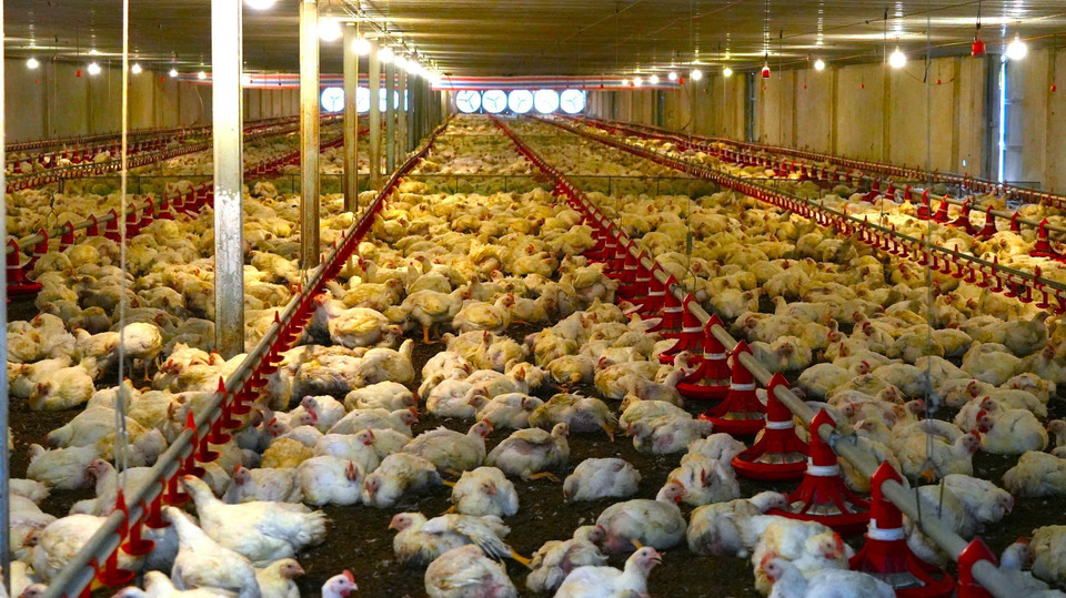 Les technologies avancées sont largement déployées dans les fermes d’élevage concentré à Tây Ninh. Photo : VNA