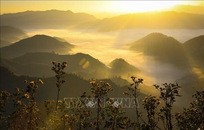 Fleurs sauvages ondulant doucement dans la brise matinale, accueillant les premiers rayons du soleil. Photo : VNA