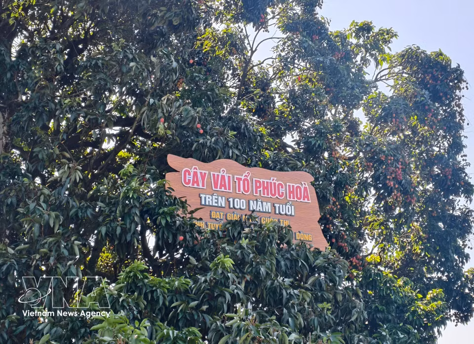 Cet arbre patrimonial fait la fierté des cultivateurs de litchis de Bac Ninh. Photo : VNA