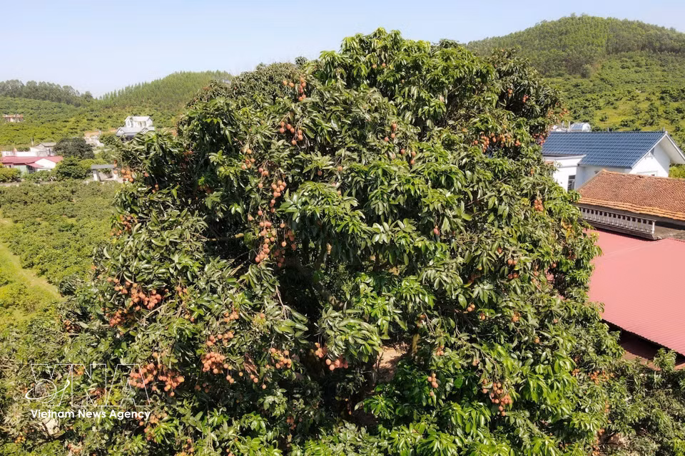Il produit chaque saison une fructification abondante et régulière, témoignant de sa vigueur exceptionnelle malgré son grand âge. Photo : VNA
